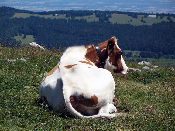 Швейцарская корова