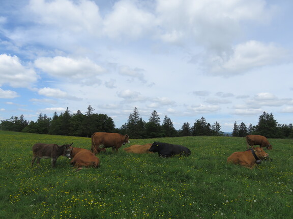 Стадо мясистых коров около впадины Ван